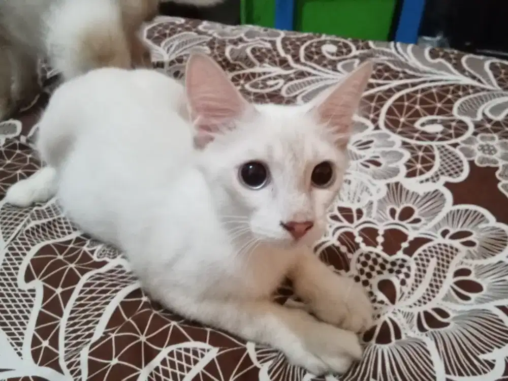 Cari pembantu rumah tangga