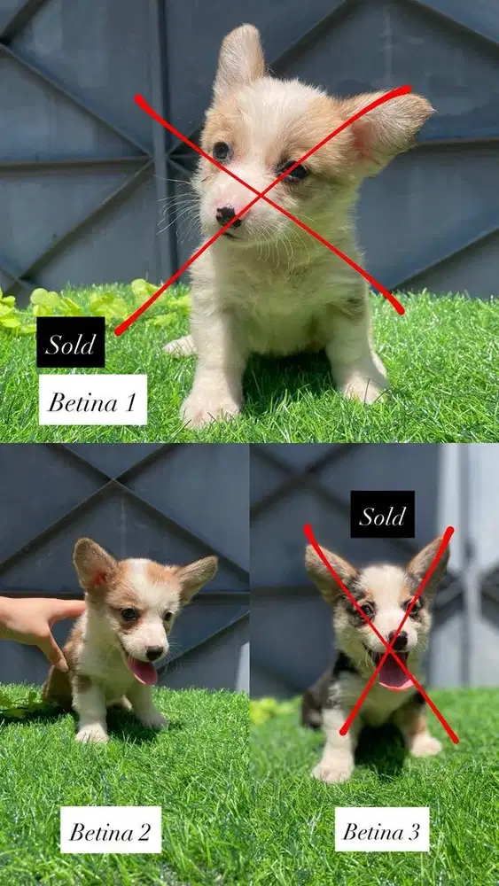Jual Corgi Betina