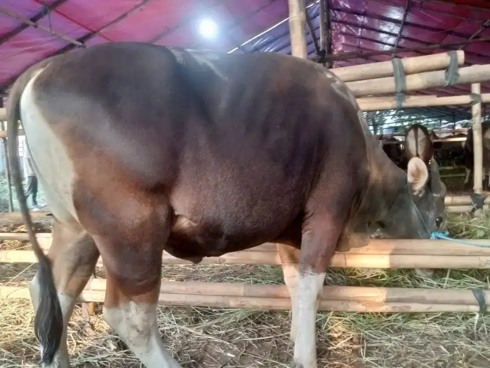 Jual sapi untuk Qurban 2026