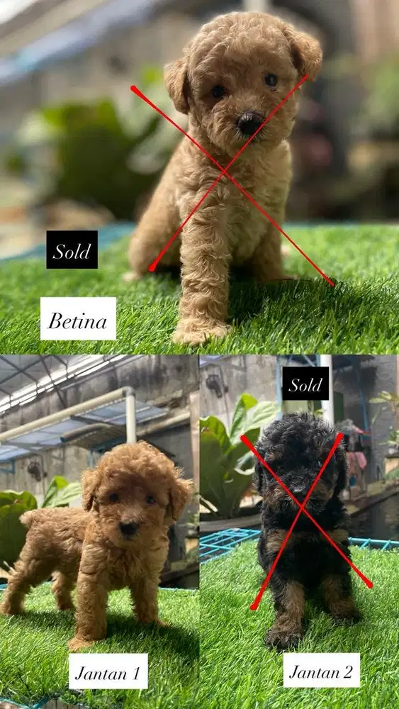 Jual toy poodle jantan