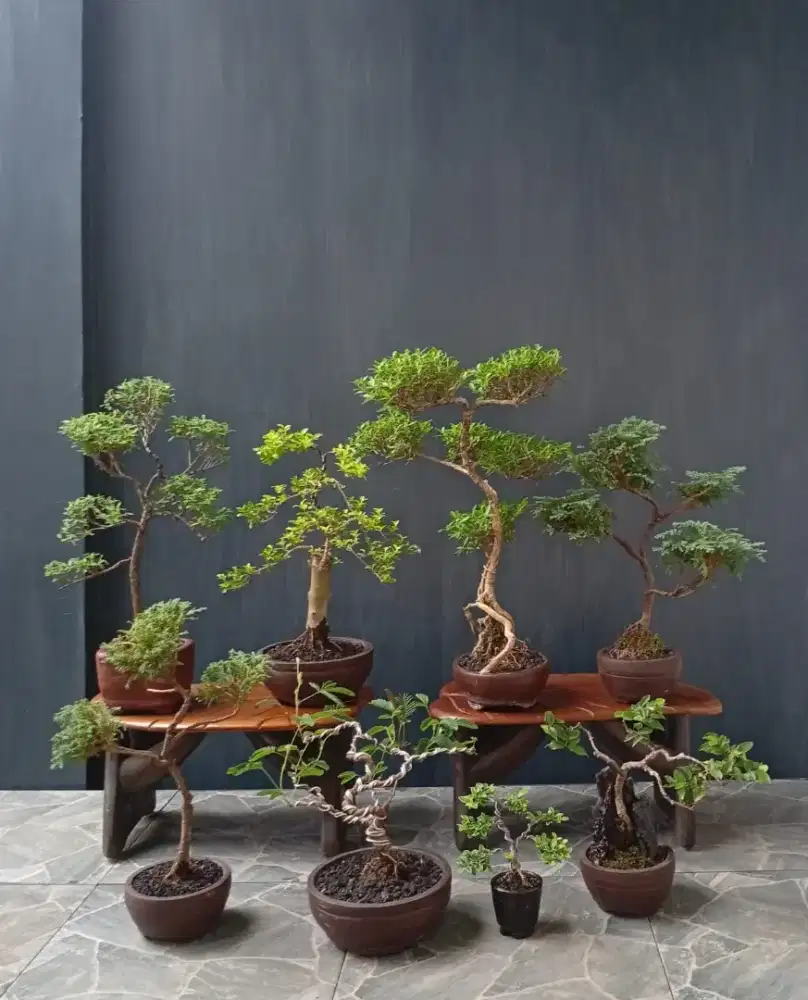 Borongan murah mini bonsai 8 pot