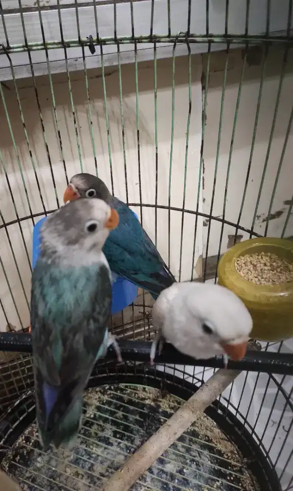 Burung Lovebird Paud Aman Milet 2 bulanan