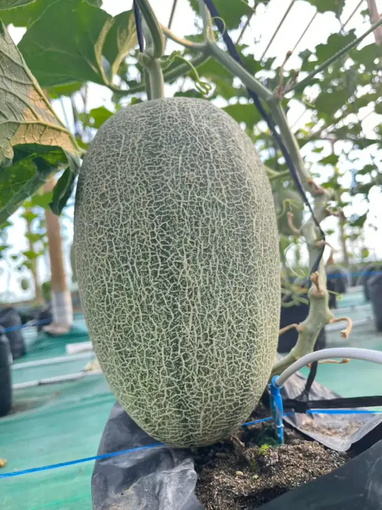 Melon sweet hami premium murah bisa cod