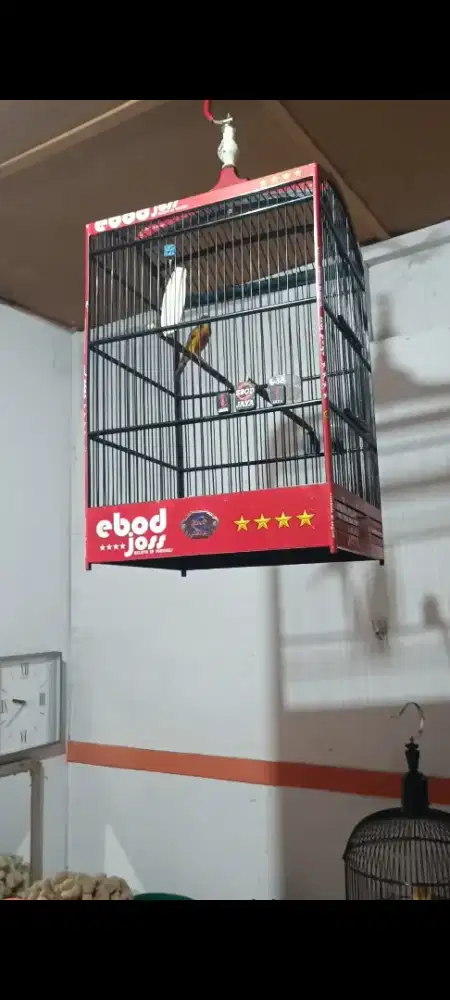Burung kenari af gacor