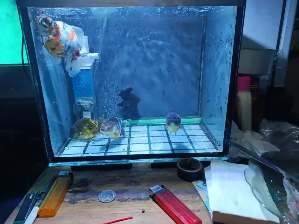 Ikan Koki Demekin&Rancu&Oranda