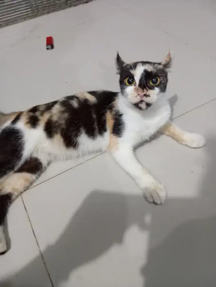 Kucing American curly betina hamil