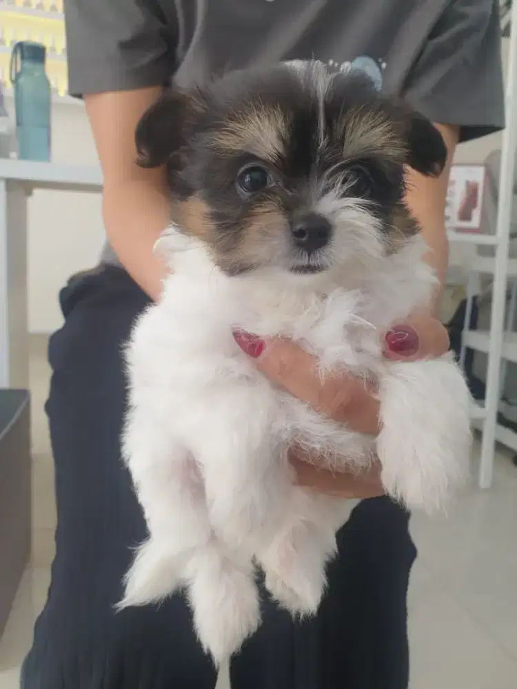 Adopsi Anak Anjing Shih Tzu×Bichon(4 Ekor)