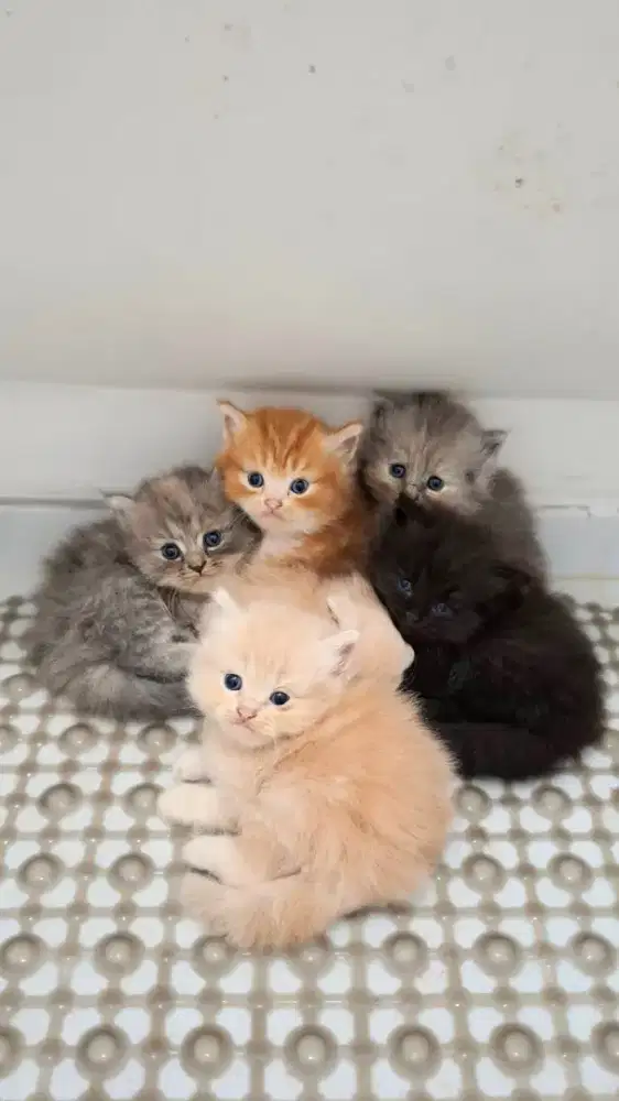 PERSIA KITTEN BETINA WARNA CREAM