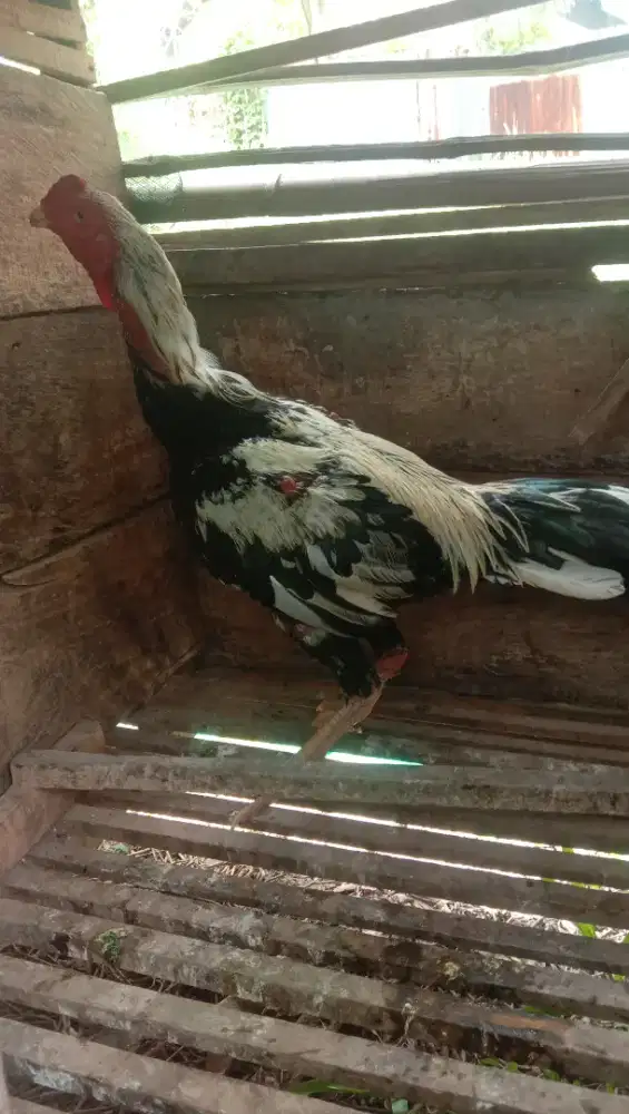 Ayam Siam muda jantan