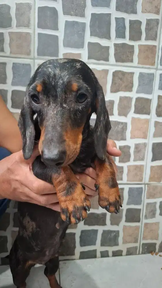 Di jual anjing tekel / dachshund