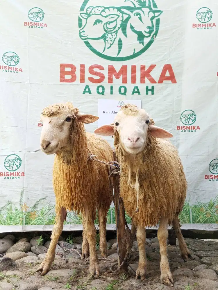 Penyelenggara & Pelaksana Aqiqah Qurban, Amanah dan Berpengalaman