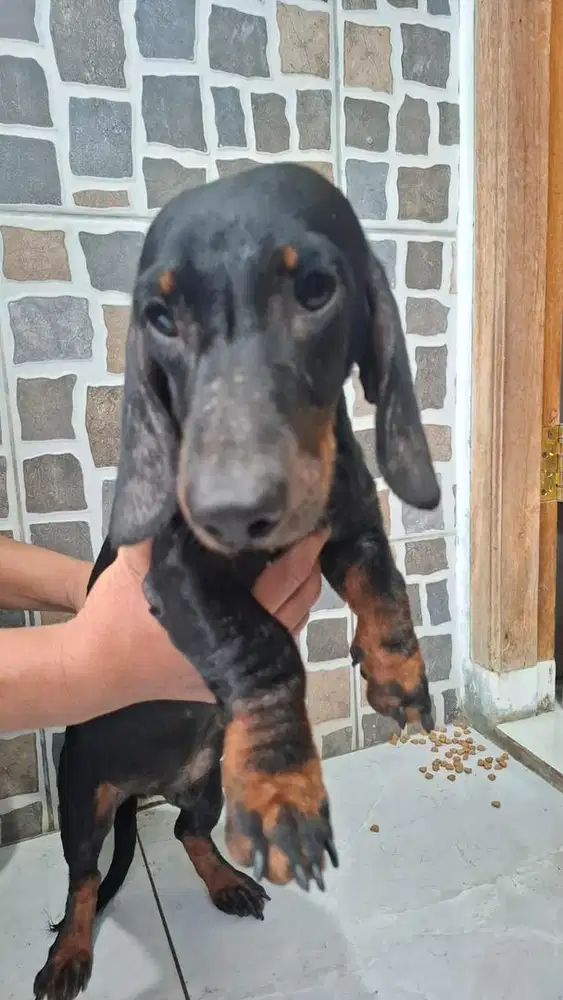 Di jual anjing tekel / dachshund