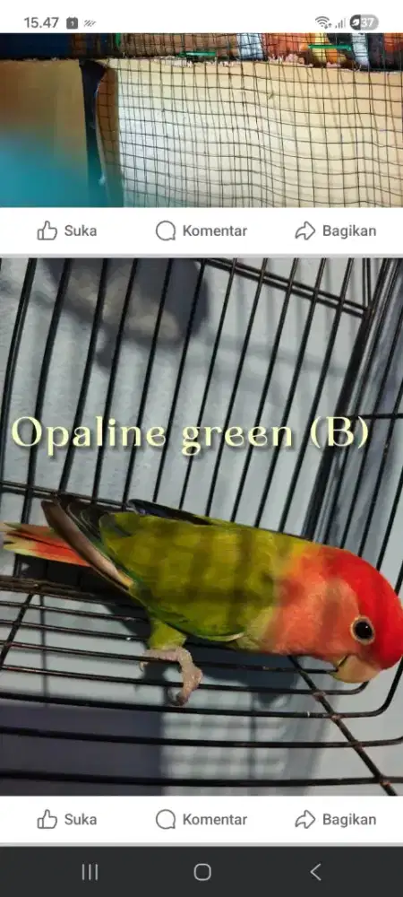 Lovebird NK dan Kelp