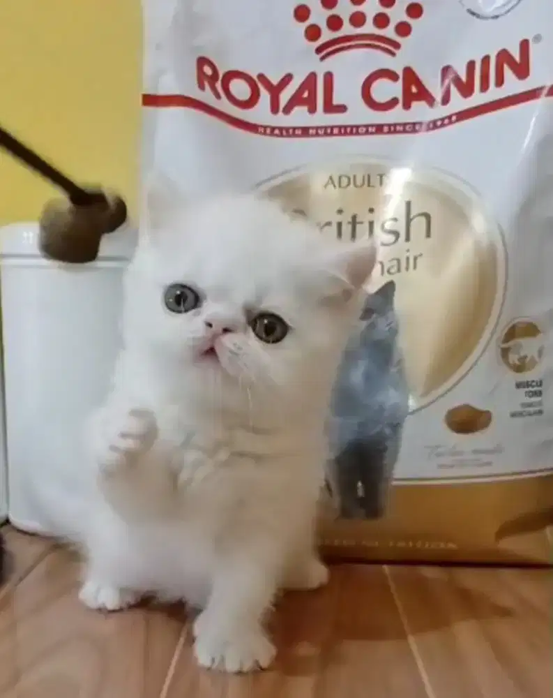 Kitten peaknose