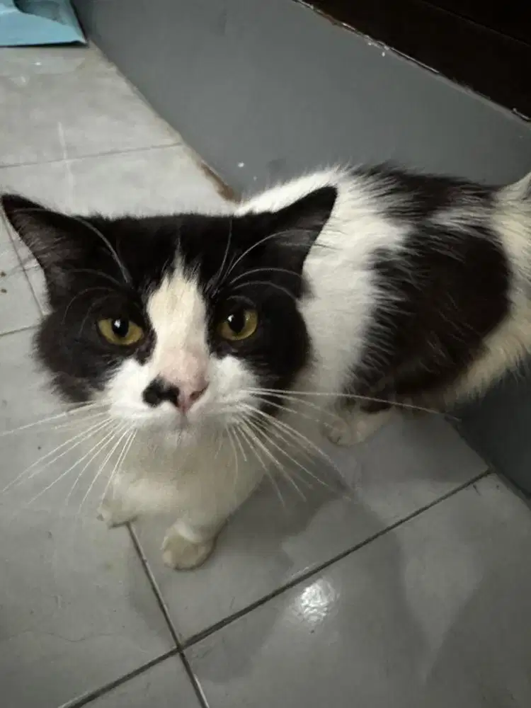 Kucing persia terawat