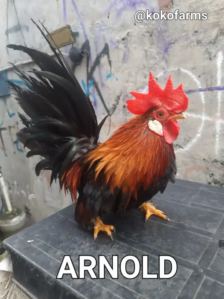 AYAM KATE JANTAN DEWASA WARNA CLASSIC