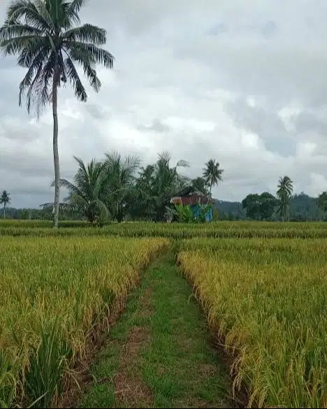 Dijual Sawah Produktif di Bengkulu Selatan