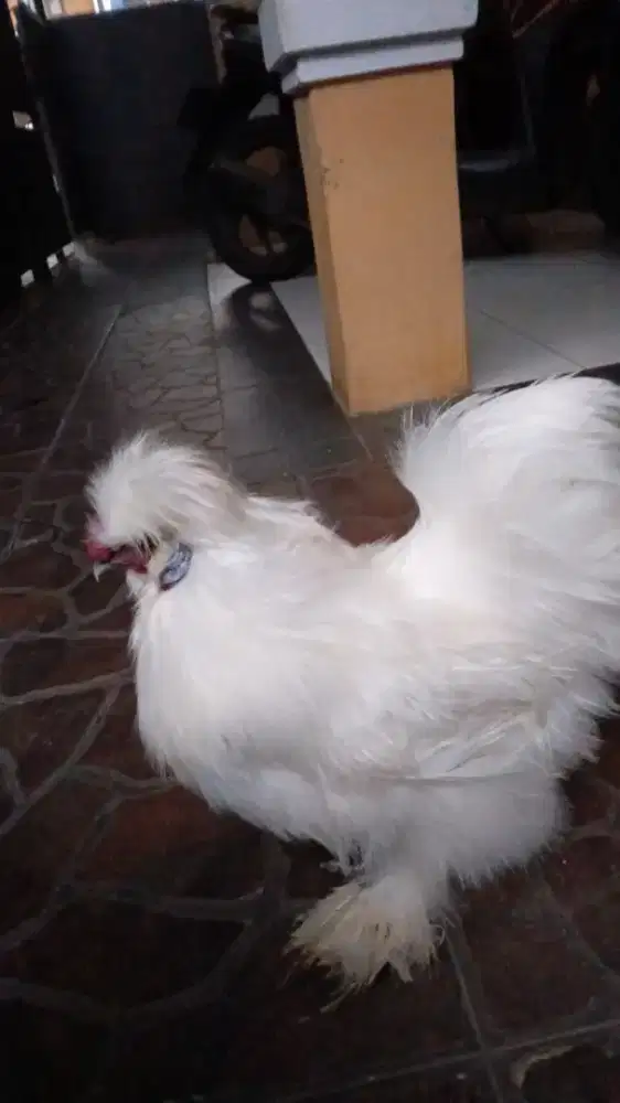 Ayam hias silky