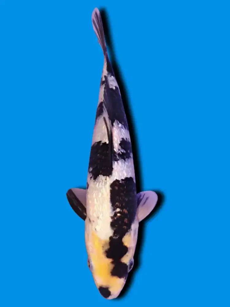 Koi Shiro Ginrin