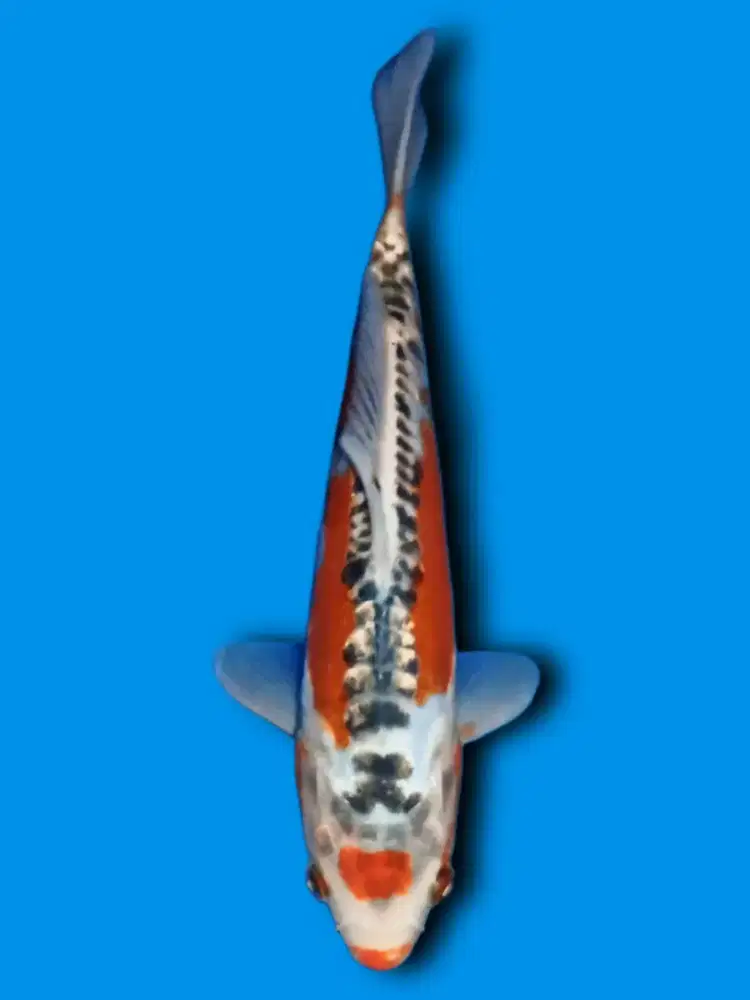 Koi Hana Shusui Maruten