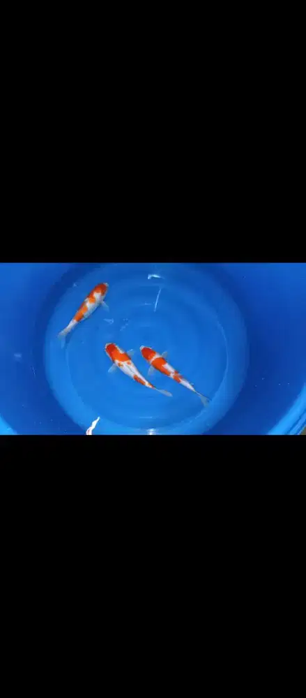 Paket Koi Kohaku