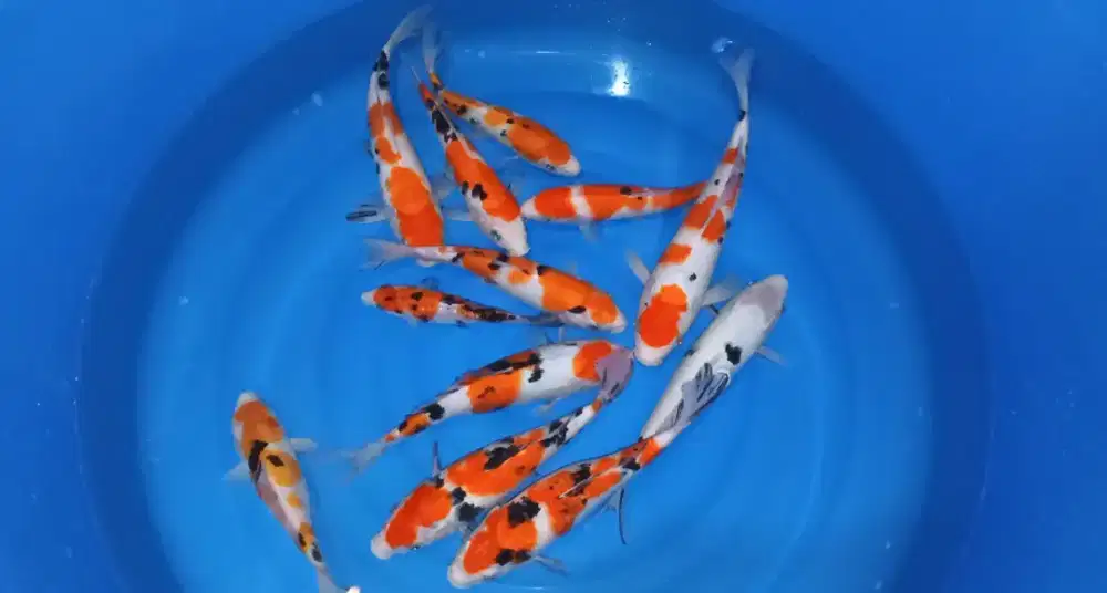 Paket Koi Sanke