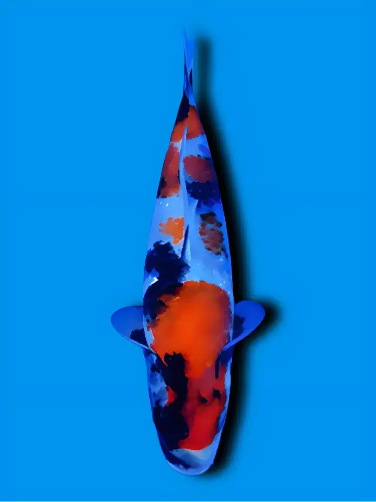 Koi Showa Sanshoku