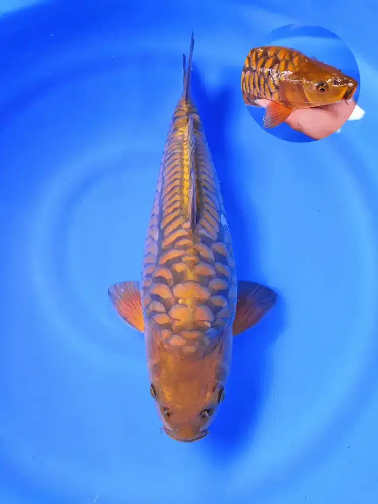 Koi Chagoi Aragoke Bulky