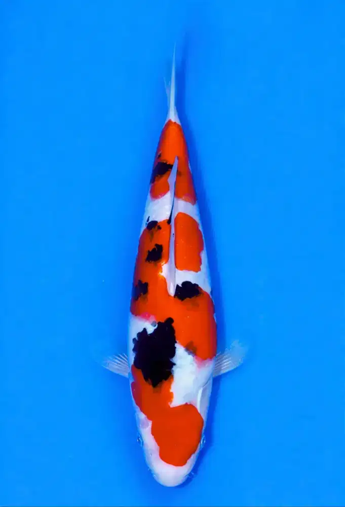 Koi Sanke Super Quality