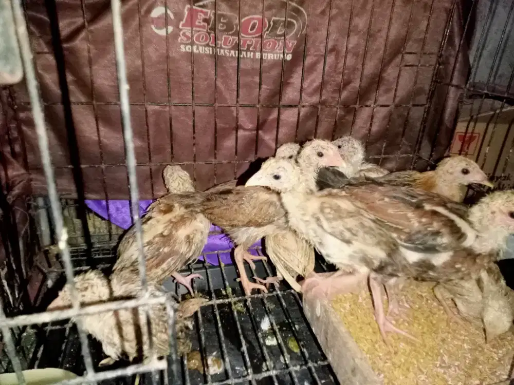 Anakan ayam kampung