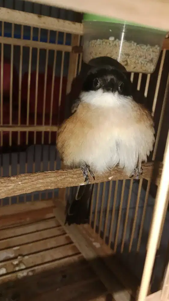 Burung pentet jinak