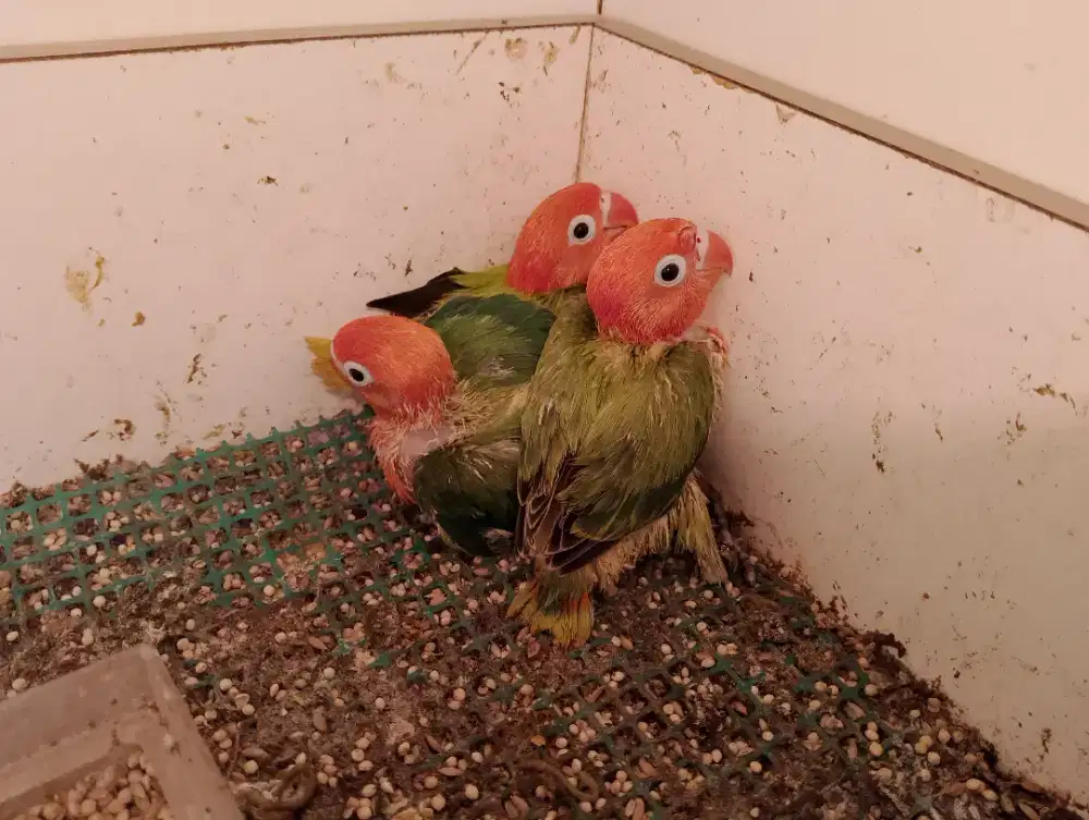 Lovebird Bio green/Ino/pf