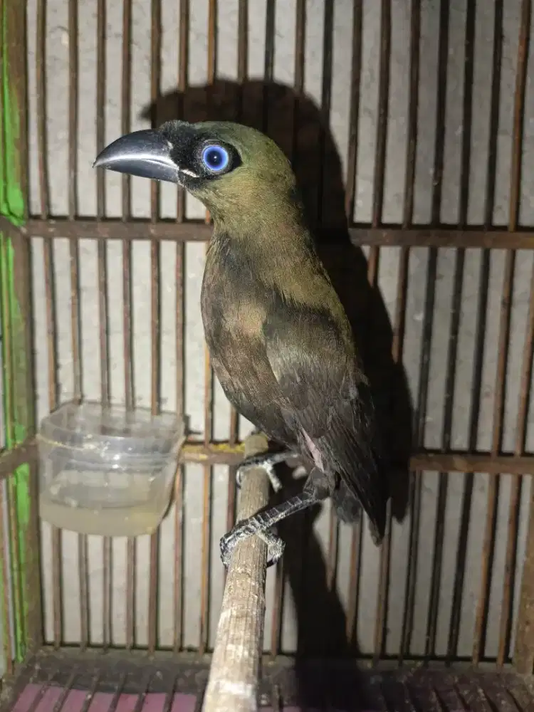 Burung Jeod Hitam