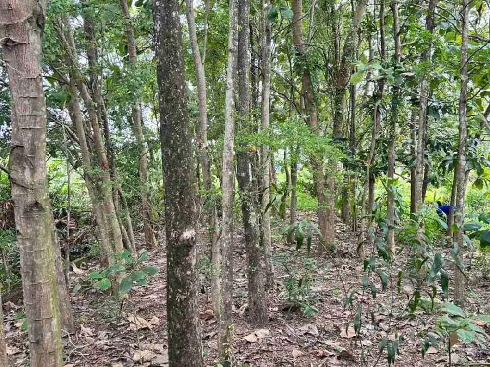 Tanah Kosong di Perum BPD 3 Tlogomulyo Pedurungan