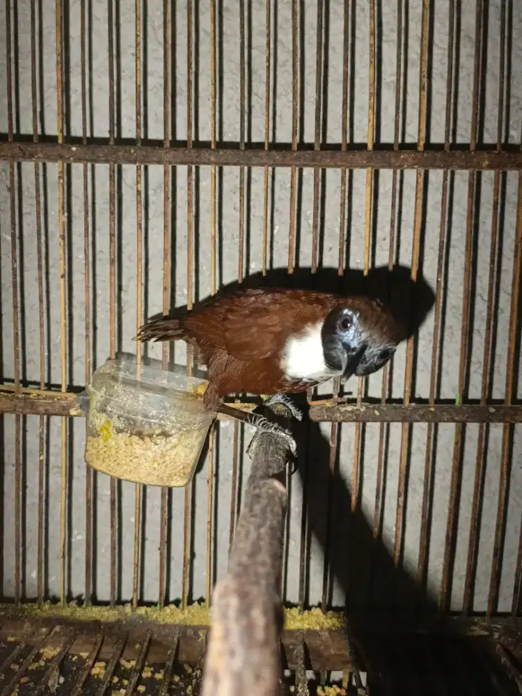 Burung Tpus leher putih