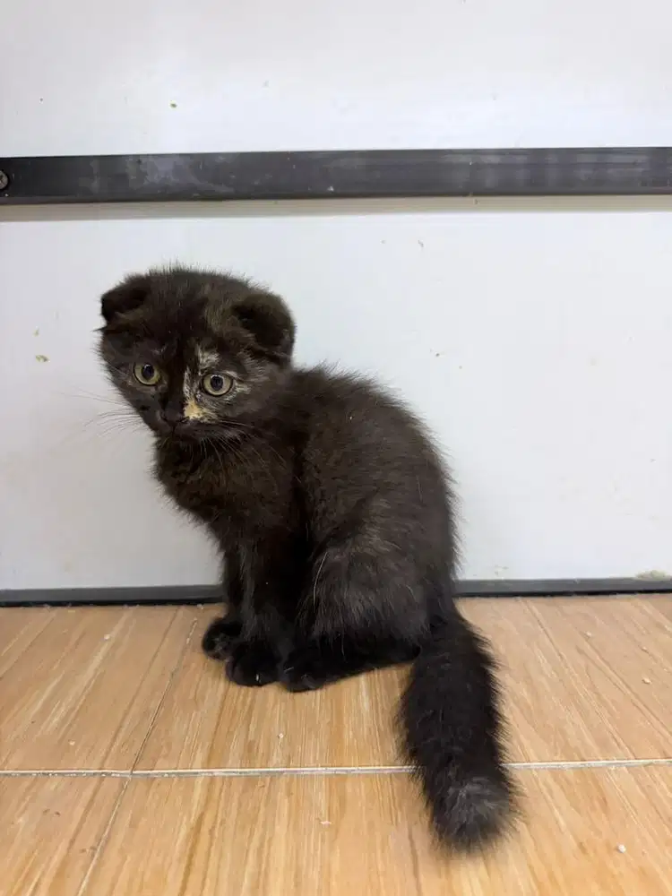 Kitten kucing ras ibu Bsh pure x Bapa Longhair Fold
