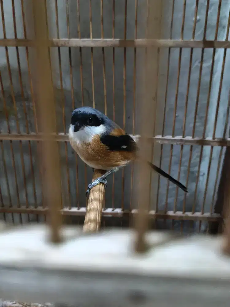 Burung pentet Fullset