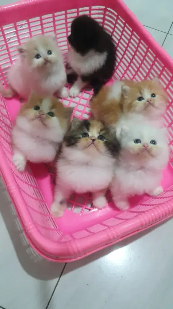 Lepas Adoot Kitten Persia Ori bulu kapas