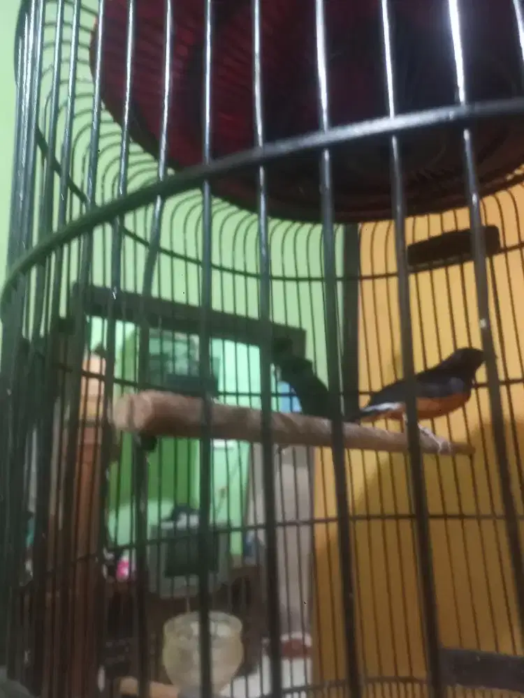 Murai batu dewasa belum gacor