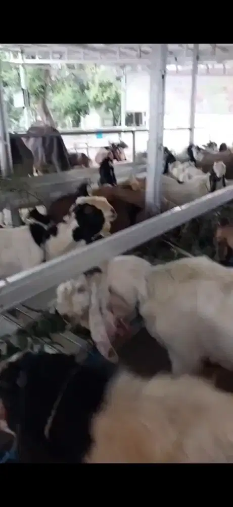 Kabing kurban mekarsari cimanggis depok