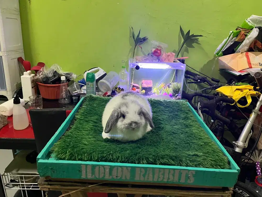 Kelinci HL kelinci Holland Lop Kelinci Holland Loop