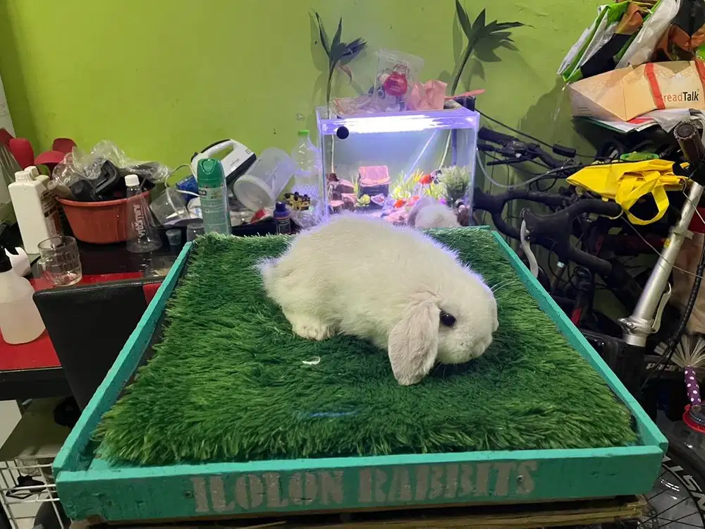 Kelinci HL kelinci Holland Lop Kelinci Holland Loop