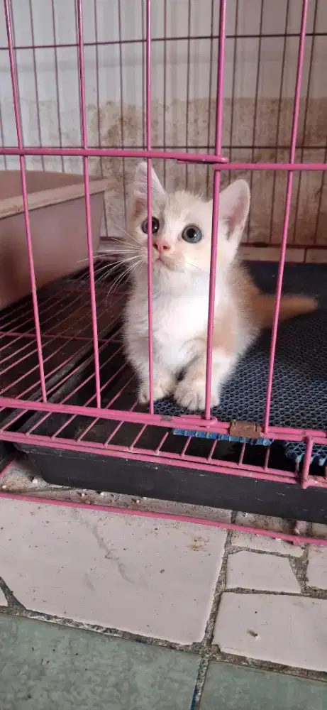 Munchkin (cebol) betina