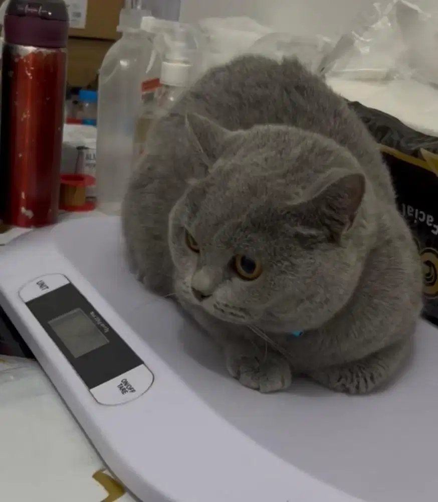 Kucing bsh british shorthair bsh british short hair