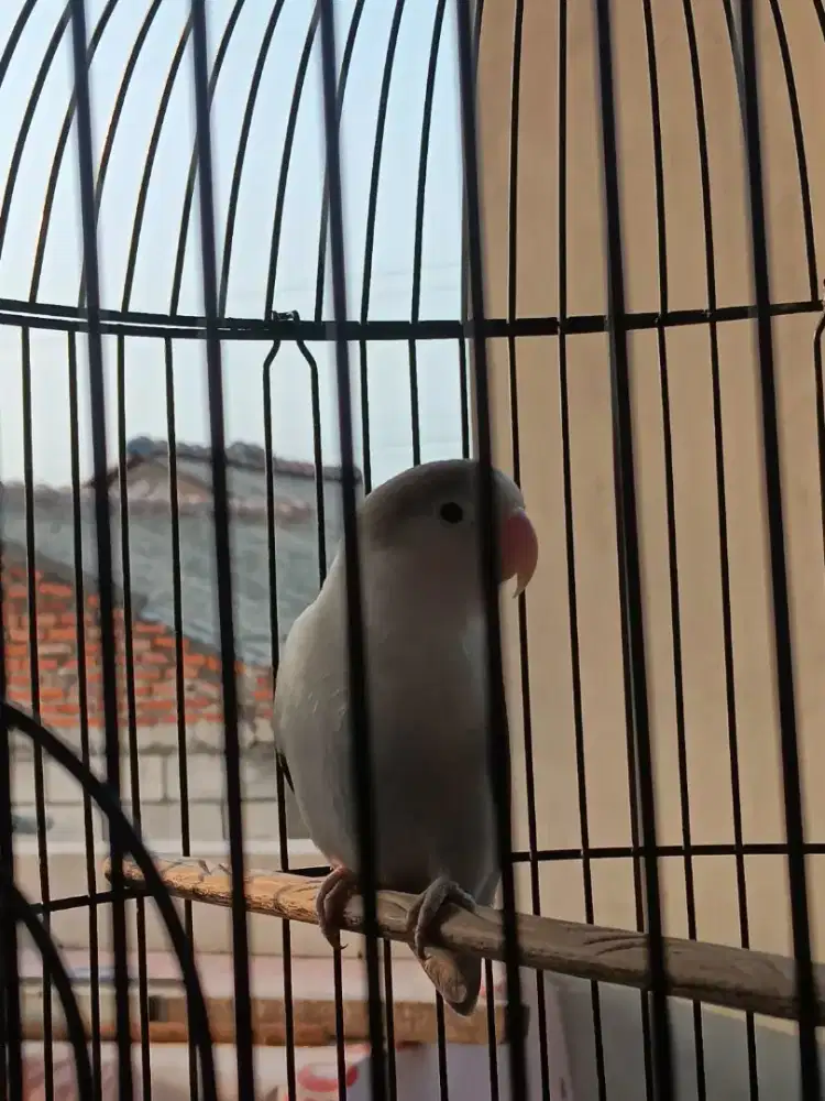 Love Bird Jantan