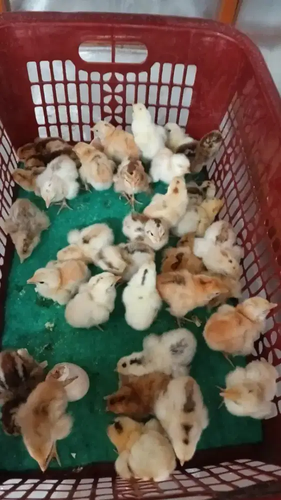 Ayam DOC kampung