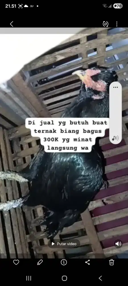 Ayam bangkok biang