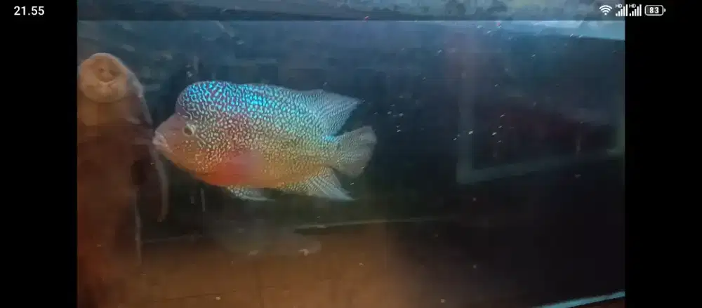 Ikan louhan Kamfa GB Thailand