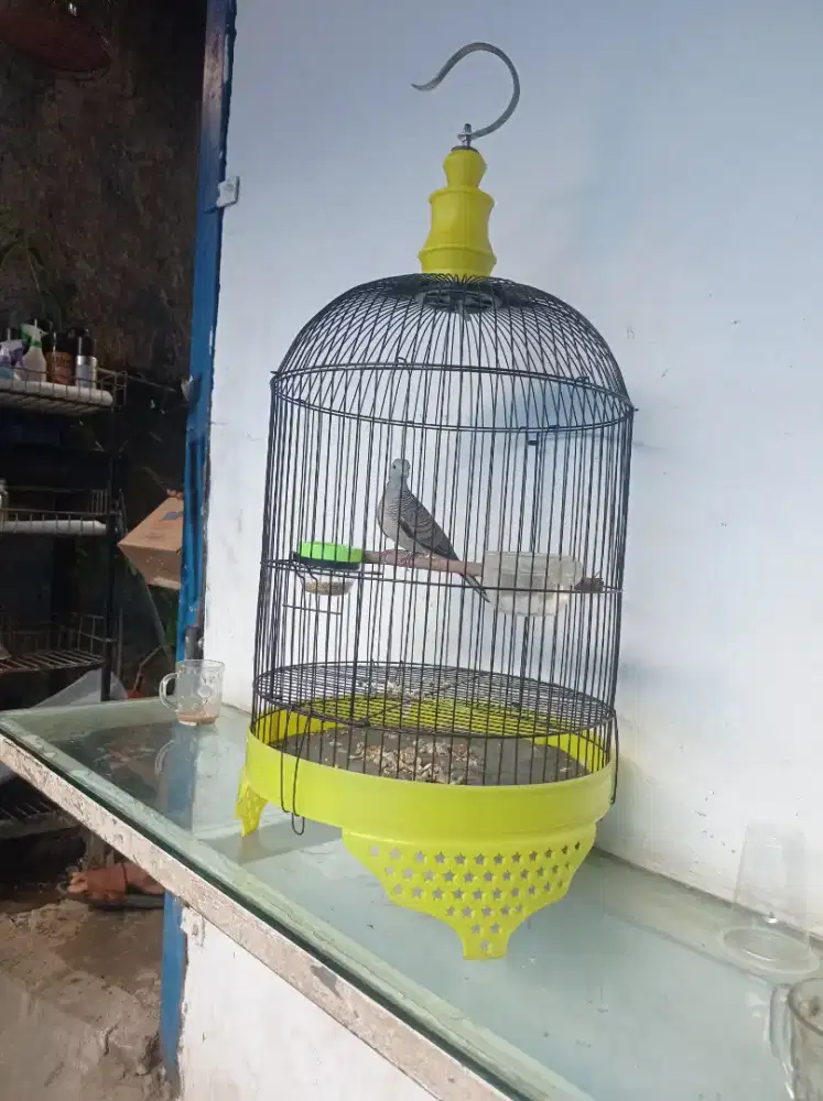 Perkuat lokal gacor