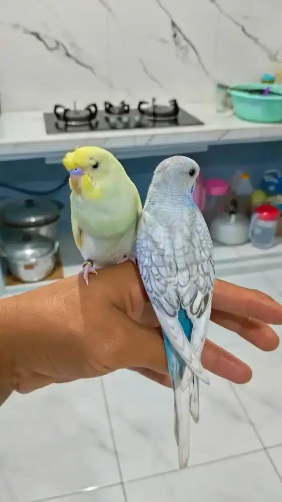 Jual burung parkit lokal jinak